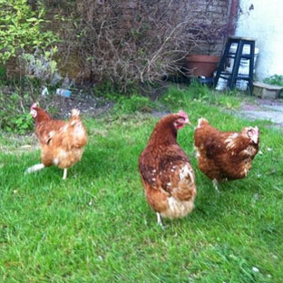 Chickens